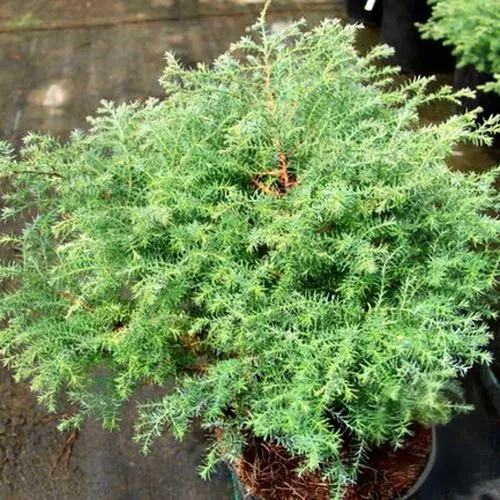 Кипарисовик СКВАРРОЗА горохоплодный в Москве