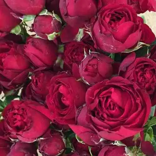 Саженцы роз РЕД БАБЛС спрей  Саженцы роз РЕД БАБЛС спрей в Москве