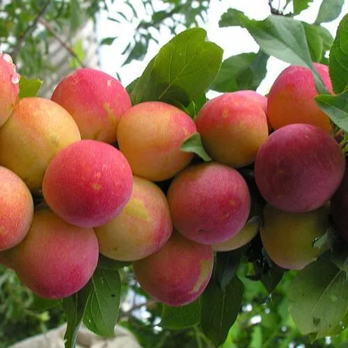 Слива СКОРОПЛОДНАЯ в Москве