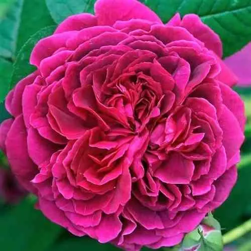 Саженцы роз ВИЛЬЯМ ШЕКСПИР английская  Саженцы роз ВИЛЬЯМ ШЕКСПИР английская в Москве