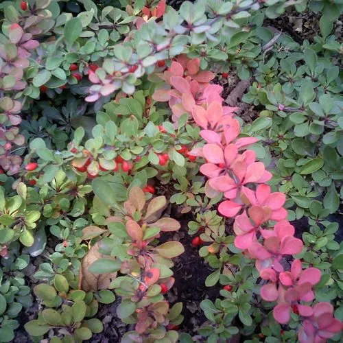 Барбарис ГРИН КАРПЕТ тунберга  Барбарис ГРИН КАРПЕТ тунберга в Москве