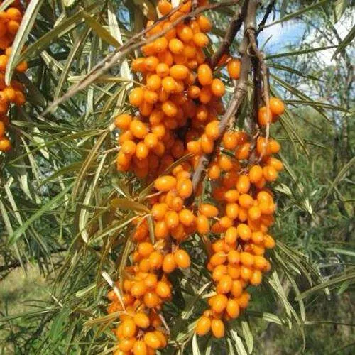 Облепиха НИВЕЛЕНА  Облепиха НИВЕЛЕНА в Москве