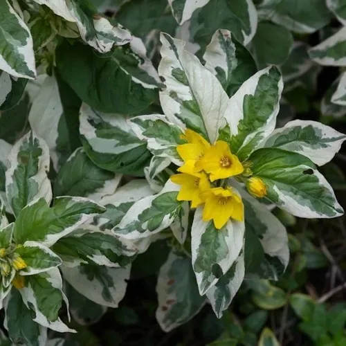 Вербейник АЛЕКСАНДР точечный  Вербейник АЛЕКСАНДР точечный в Москве