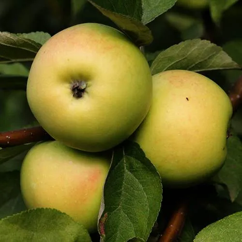 Яблоня ДАНИЛА  Яблоня ДАНИЛА в Москве