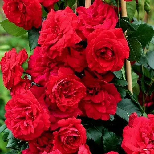 Саженцы роз АМАДЕУС плетистая в Москве