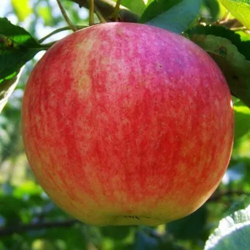 Яблоня Штрифель (Штрейфлинг или Осеннее полосатое) в Москве