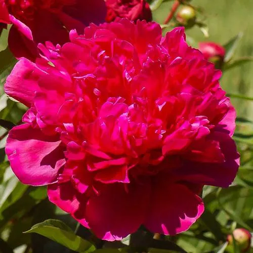 Пион БИГ БЕН травянистый  Пион БИГ БЕН травянистый в Москве