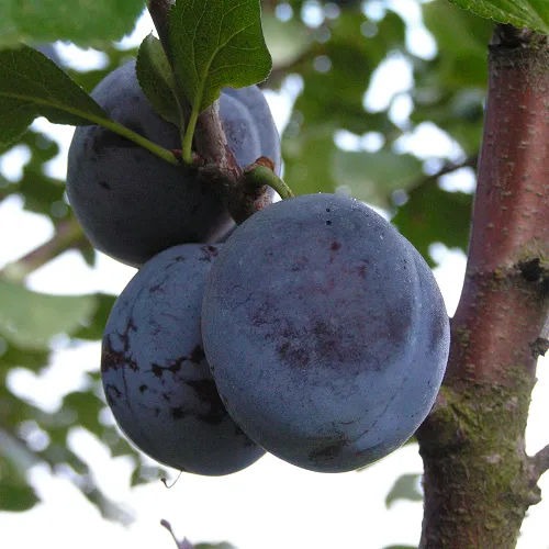 Слива ВЕНГЕРКА БЕЛОРУССКАЯ  Слива ВЕНГЕРКА БЕЛОРУССКАЯ в Москве