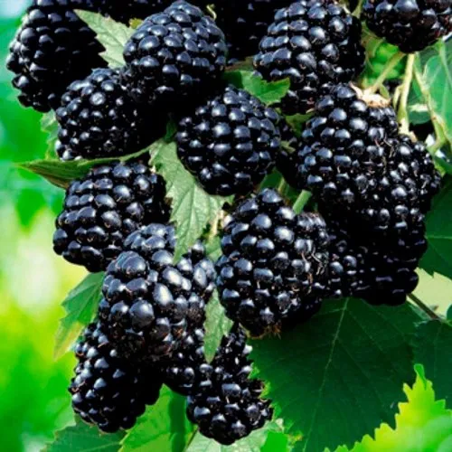 Ежевика ЛОХТЕЙ бесшипная в Москве