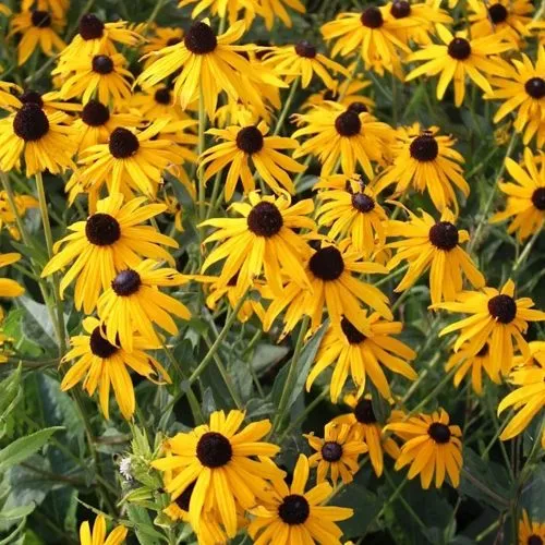 Рудбекия блестящая в Москве