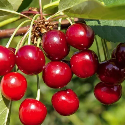 Вишня ЛЮБСКАЯ  Вишня ЛЮБСКАЯ в Москве