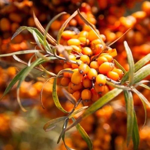 Облепиха ФИНСКАЯ  Облепиха ФИНСКАЯ в Москве