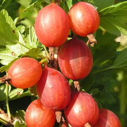 Крыжовник МАШЕКА  Крыжовник МАШЕКА в Москве