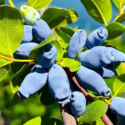 Жимолость съедобная АВРОРА в Москве