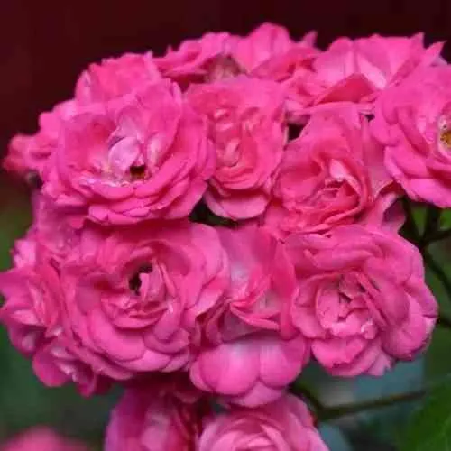 Саженцы роз ДИНКИ мускусная в Москве