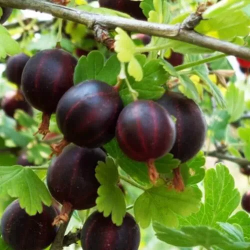 Крыжовник СЕВЕРНЫЙ КАПИТАН  Крыжовник СЕВЕРНЫЙ КАПИТАН в Москве