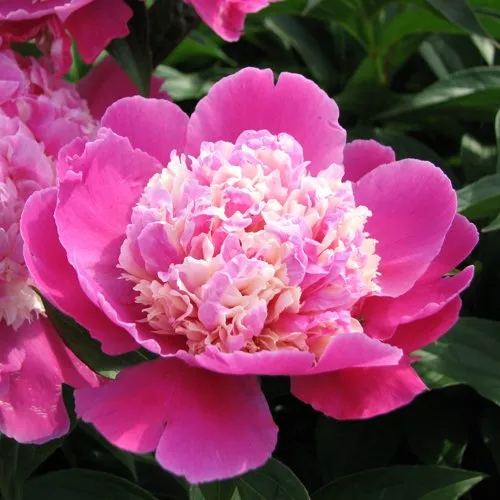 Пион КОРА СТАББС травянистый  Пион КОРА СТАББС травянистый в Москве