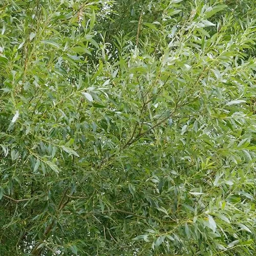 Ива ВИТЕЛЛИНА белая   Ива ВИТЕЛЛИНА белая  в Москве