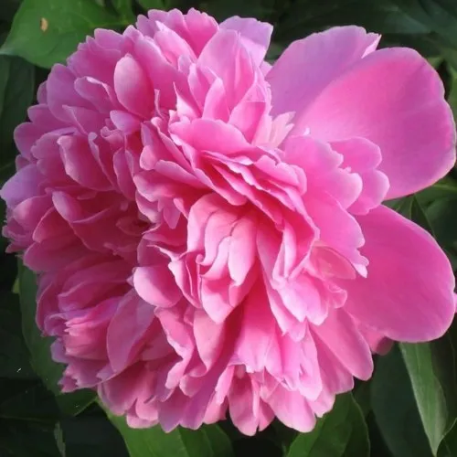 саженцы пиона саженцы пиона