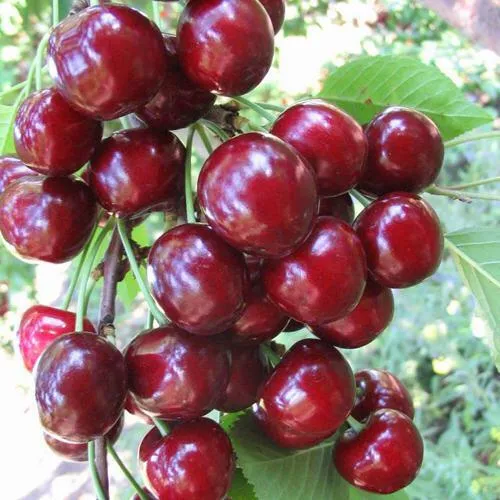 Черешня ОДРИНКА  Черешня ОДРИНКА в Москве