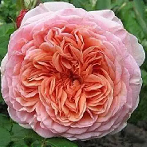 Саженцы роз АБРАХАМ ДЕРБИ английская  Саженцы роз АБРАХАМ ДЕРБИ английская в Москве