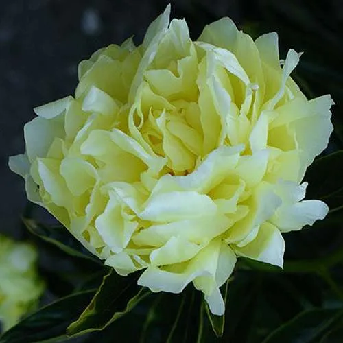 Пион ЗОЛОТАЯ КОЛЕСНИЦА травянистый в Москве