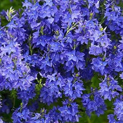 Вероника РОЯЛ БЛЮ большая  Вероника РОЯЛ БЛЮ большая в Москве