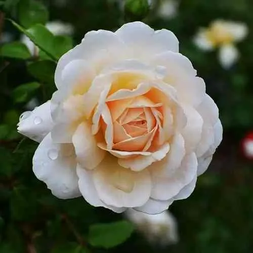 Саженцы роз КРОКУС РОУЗ английская  Саженцы роз КРОКУС РОУЗ английская в Москве