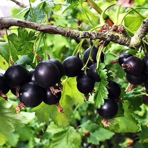 Йошта КРЫМСКАЯ в Москве