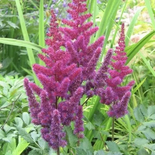 Астильба КАРАОКЕ ПАРТИ китайская  Астильба КАРАОКЕ ПАРТИ китайская в Москве