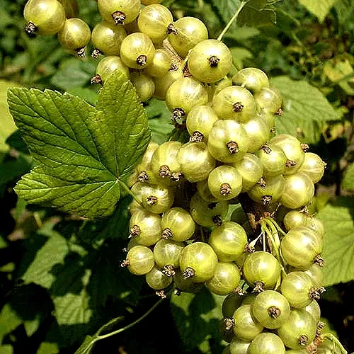 Смородина зеленоплодная СНЕЖНАЯ КОРОЛЕВА  Смородина зеленоплодная СНЕЖНАЯ КОРОЛЕВА в Москве