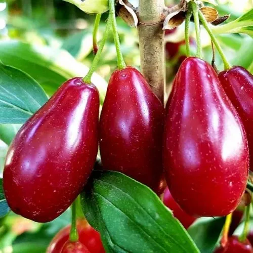 Кизил ВЛАДИМИРСКИЙ в Москве