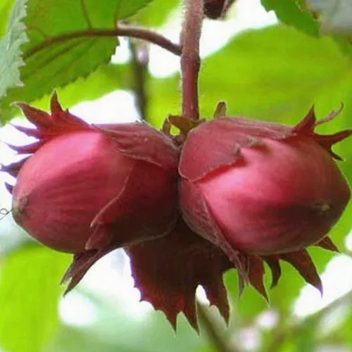 Фундук АЙВЕНГО в Москве