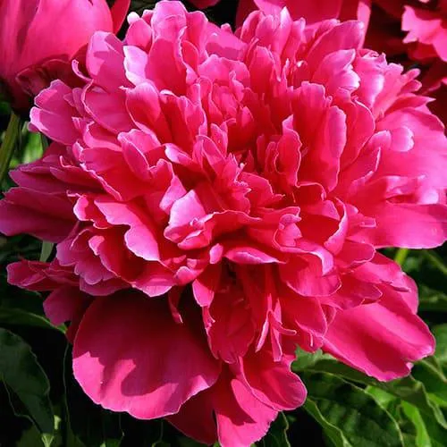 Пион ВИКТУАР ДЕ ЛА МАРН травянистый  Пион ВИКТУАР ДЕ ЛА МАРН травянистый в Москве