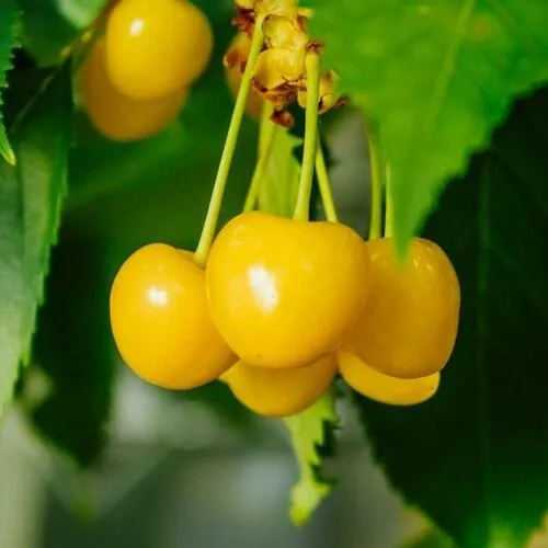 Черешня Подснежник Черешня Подснежник