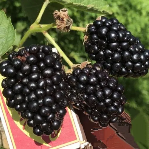 саженцы ежевики саженцы ежевики