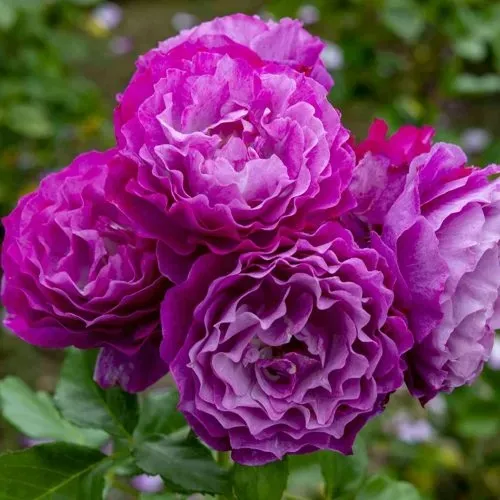 Саженцы роз БЛЮ ЭДЕН  флорибунда в Москве