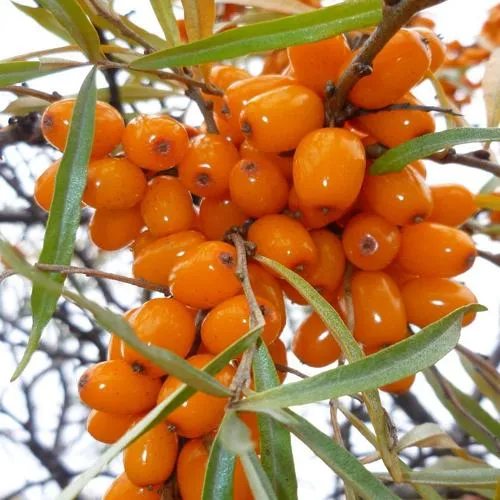 Облепиха КОСТЕР  Облепиха КОСТЕР в Москве