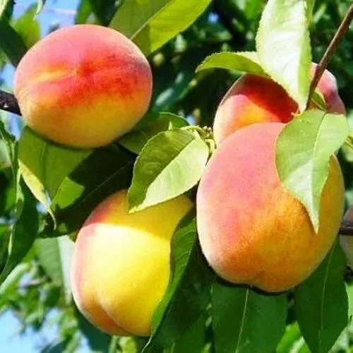 Персик ПАМЯТЬ ЛОЙКО  Персик ПАМЯТЬ ЛОЙКО в Москве