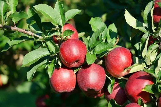 Сладкая яблоня.jpg Сладкая яблоня.jpg