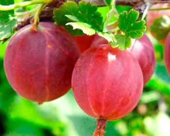 шершневский крыжовник0.jpg