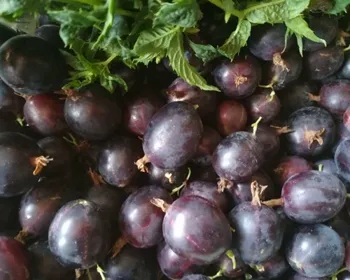 африканец крыжовник