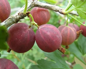 смена крыжовник