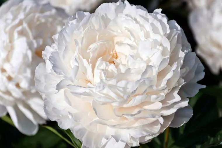 Пион белый .jpg Пион белый .jpg