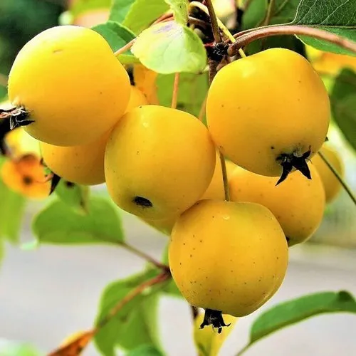 Китайка.jpg Китайка.jpg