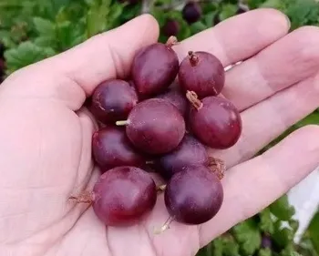 раволт крыжовник