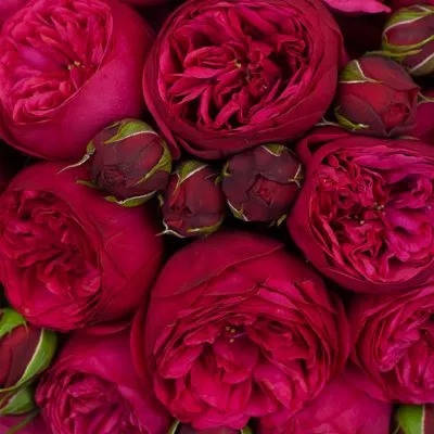 Пионовидные розы.jpg