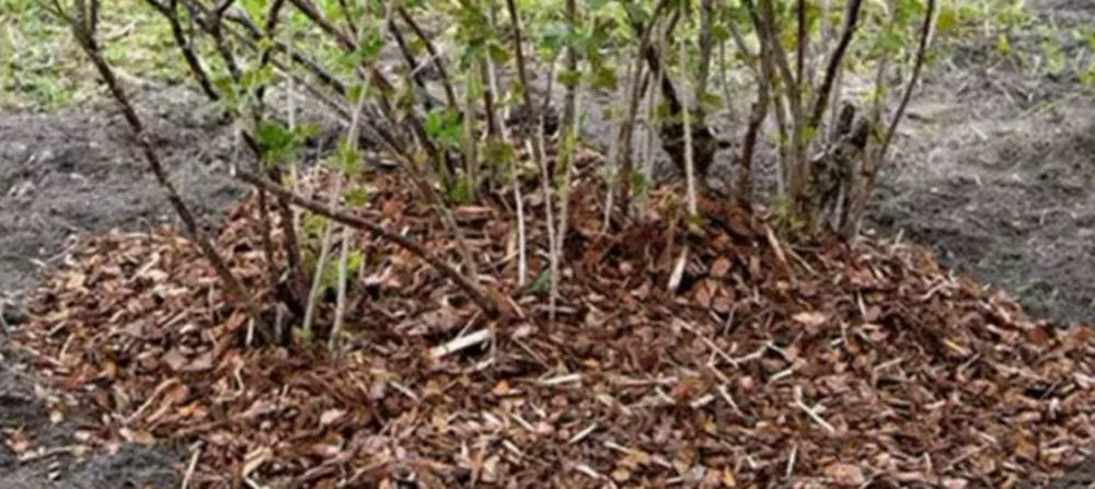 мульчирование крыжовника.jpg