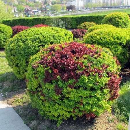 Карликовые кустарники для сада Карликовые кустарники для сада