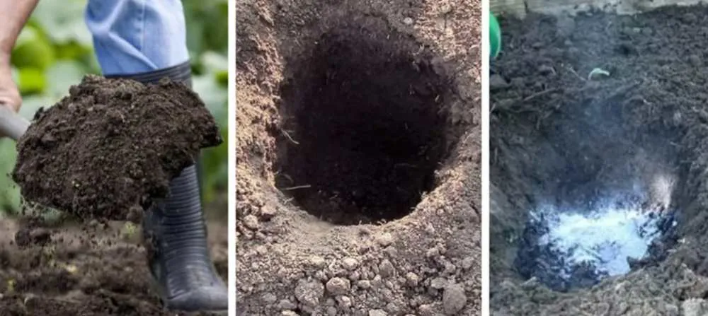 посадка саженцев крыжовника.jpg